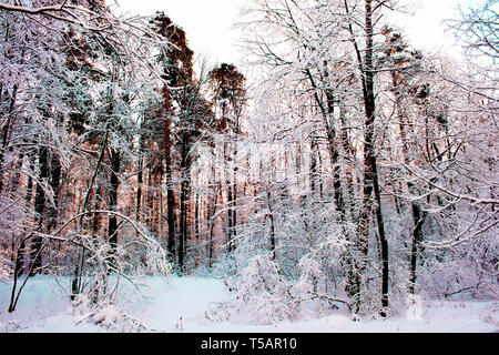 Winter wood trees and snow landscape. Sunset or sunrise at sunny day when sunlight goes through the Beautiful winter forest, with trees covered with s Stock Photo