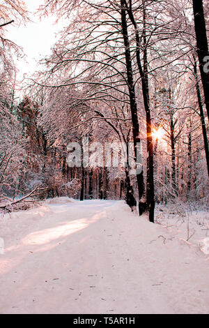 Winter wood trees and snow landscape. Sunset or sunrise at sunny day when sunlight goes through the Beautiful winter forest, with trees covered with s Stock Photo