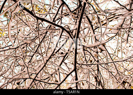 Winter wood trees and snow landscape. Sunset or sunrise at sunny day when sunlight goes through the Beautiful winter forest, with trees covered with s Stock Photo