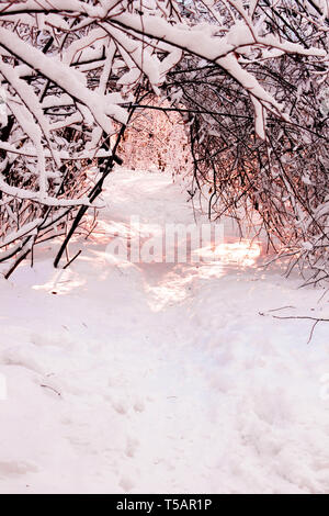 Winter wood trees and snow landscape. Sunset or sunrise at sunny day when sunlight goes through the Beautiful winter forest, with trees covered with s Stock Photo