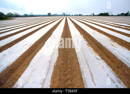 Barcombe, East Sussex, UK. 23rd Apr, 2019. Miles of plastic sheeting creates geometric patterns in farmland. The sheeting is used to help speed up germination of maize crops. Credit: Peter Cripps/Alamy Live News Stock Photo