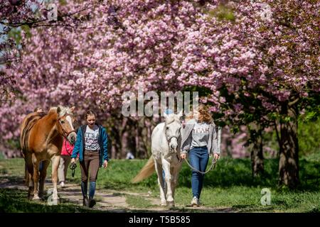 Berlin, Germany. 23rd Apr, 2019. Maja (l) and Aliya walk with their ponies through the cherry blossom avenue in Lichterfelde Süd. Credit: Kay Nietfeld/dpa/Alamy Live News Stock Photo