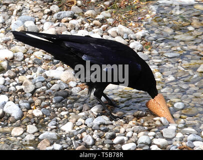 23 April 2019, Bavaria, München: A raven bird nibbles on an ice cream cone lying in the gravel of the Isar river bank. Photo: Rachel Boßmeyer/dpa Stock Photo