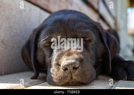 Black close up laid sleeping lazy labrador retriever puppy face close up with sunlight on her nose Stock Photo