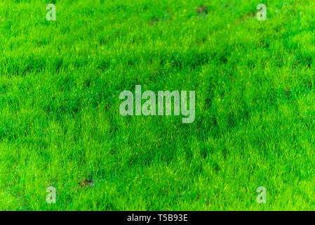 Green grass texture from a field. Natural background Stock Photo