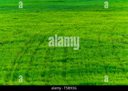 Green grass texture from a field. Natural background Stock Photo