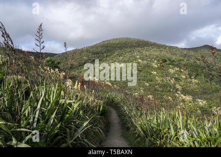 Auckland, New Zealand. Mercer Bay Loop Walk Stock Photo