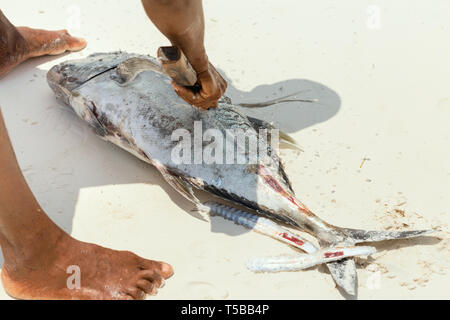 Man cleans fresh tuna fish freshly caught in the ocean on the sandy shore Stock Photo