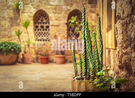 Beautiful yard of a church with fresh cactus in pot, old christian  monastery, tourist attraction, Lebanon ancient architecture Stock Photo -  Alamy