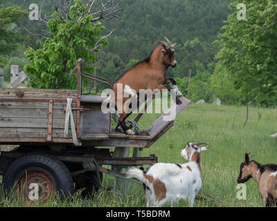 Playing goats on pasture Stock Photo