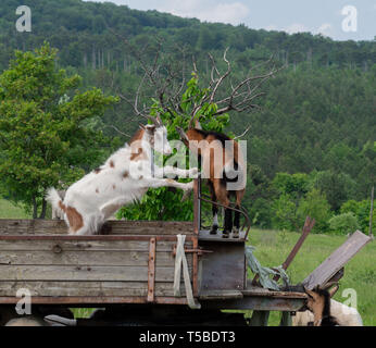 Playing goats on pasture Stock Photo