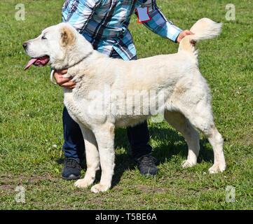Central Asian Shepherd Dog outdoor Stock Photo
