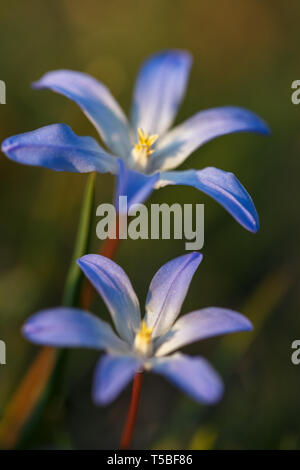 Spring background with Closeup of some Glory-of-the-snow flowers Chionodoxa luciliae in early spring Stock Photo
