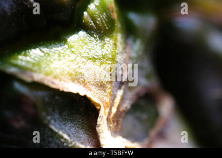 Macro close up of spiky harsh surface of pineapple (ananas comosus) shell in natural sunlight Stock Photo