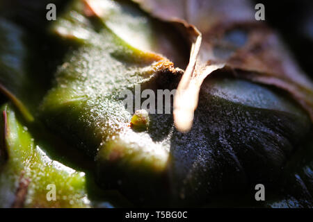 Macro close up of spiky harsh surface of pineapple (ananas comosus) shell in natural sunlight Stock Photo