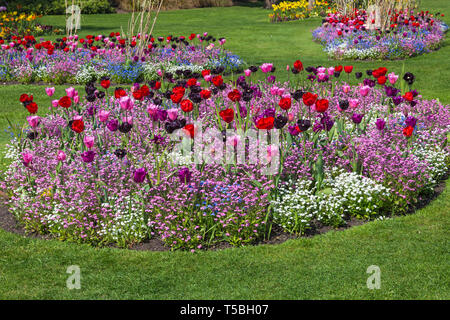 Colourful tulips flowers in flower beds at Bournemouth Lower Gardens, Bournemouth, Dorset UK in April Stock Photo