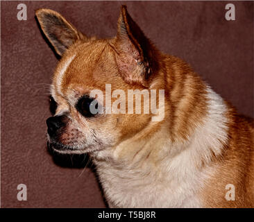 Profile of the dog on a black background. A dog of the Chihuahua breed. Smooth-haired, red. He looks to the left. You can see the head, ears, eyes Stock Photo