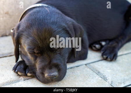 Black close up laid sleeping lazy labrador puppy face close up with sunlight on her nose Stock Photo