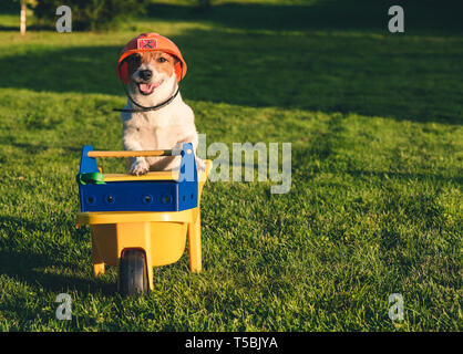 Dog wearing hardhat as a funny worker with cart and toolbox at backyard lawn Stock Photo