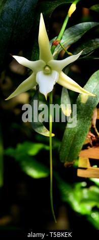 Darwin's Orchid (Angraecum sesquipedale) in full bloom in its native ...