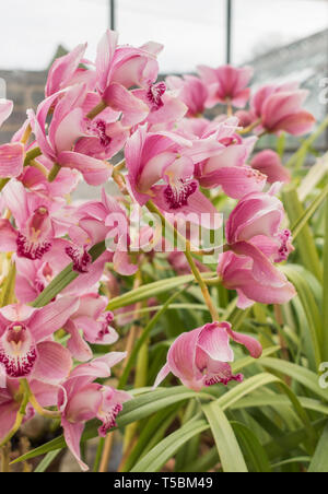 Pink flowering orchids in a greenhouse. Stock Photo