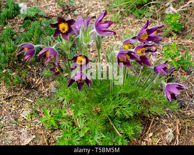 Rich red-purple flowers of the perennial, spring blooming pasque flower, Pulsatilla vulgaris 'Heiler hybrids' Stock Photo