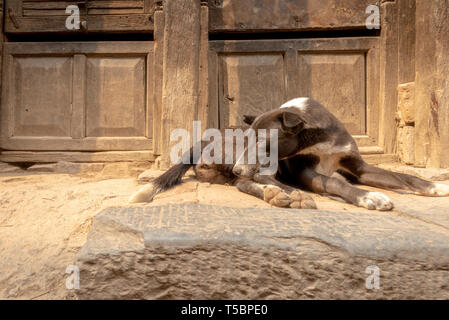 Stray dog resting in the sun with orange color eyes, its chin resting on its paw, taken in front of an old door Stock Photo