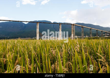 Yellow fields during Autumn in Chinese countryside in Yunnan Stock Photo