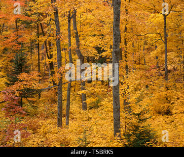 USA, Michigan, Keweenaw Peninsula, Autumn color of sugar maple dominates northern hardwood forest. Stock Photo