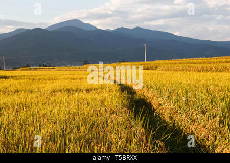 Yellow fields during Autumn in Chinese countryside in Yunnan Stock Photo