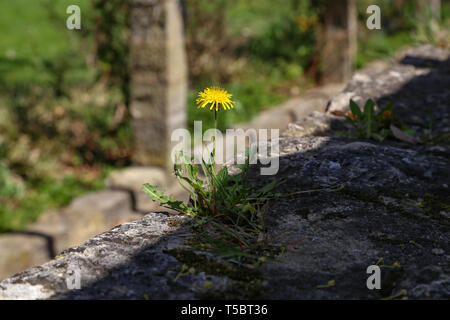 A flowering dandelion grew up on a stone wall Stock Photo