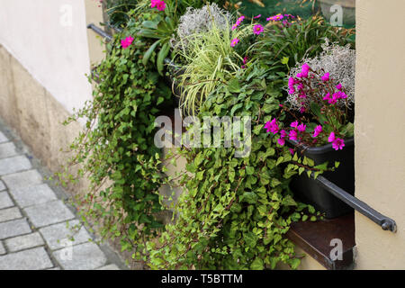Various spring flowers are on the windowsill Stock Photo
