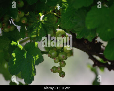Green unripe red currant on branch Stock Photo