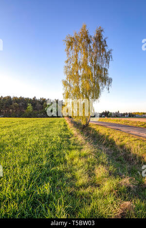 Lonely tree on a road by fields of corn or cereal, young fresh green plant, Agriculture in Poland. Stock Photo