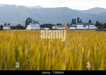 Beautiful yellow fields during harvest in Chinese countryside Stock Photo