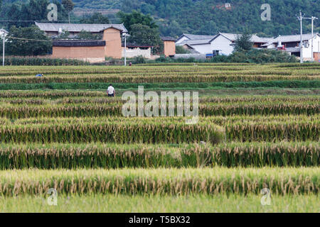 Fully grown rice fields during harvest in Chinese countryside Stock Photo