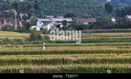 Fully grown rice fields during harvest in Chinese countryside Stock Photo