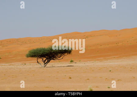 A single tree alone in the Omani Desert Stock Photo