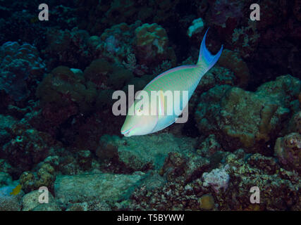 Longnose parrotfish, Hipposcarus harid, on coral reef in Hamata, Egypt Stock Photo