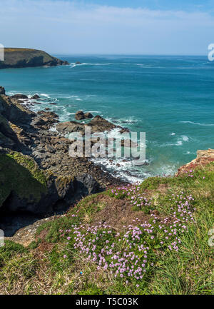 Wildflowers on edge of cliffs at Hell's mouth near Gwithian Hayle Cornwall UK Europe with blue sea and ble sky and crashing waves Stock Photo