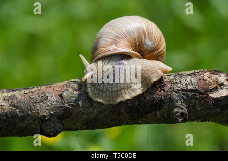 Roman snail, Burgundy snail, edible snail or escargot, Helix pomatia, on a branch, Limburg, Netherlands. Stock Photo