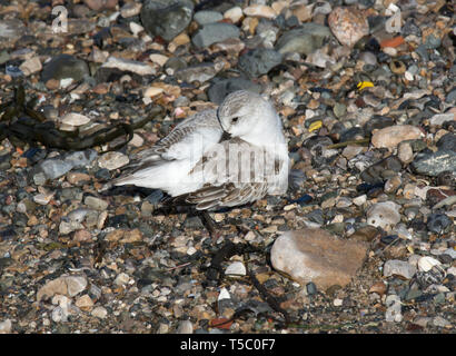 Sanderling, Calidris alba, Roosting in pebbles, Morecambe Bay, Lancashire, UK Stock Photo