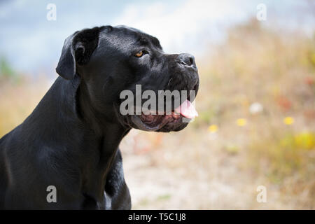 Portrait of a nice Cane Corso, italian mastiff dog in light blur background Stock Photo