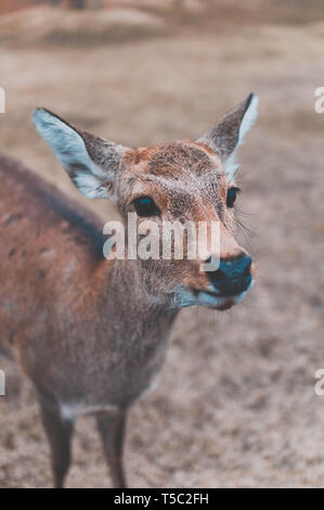 Deer of Nara Stock Photo