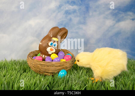 baby chick and colorful eggs with chocolate Easter bunny in nest Stock Photo