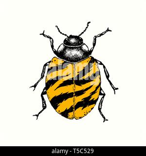 A fantasy Ladybird / ladybug insect with a tiger pattern shell. Hand drawn sketch. Stock Vector
