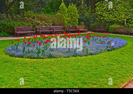 Pretty oval flowerbed of red tulips purple flowers in Roath Park Botanical Garden. Empty wooden bench seats around edge. Stock Photo