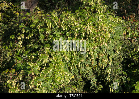 Wilder Hopfen, Humulus lupulus, common hop Stock Photo