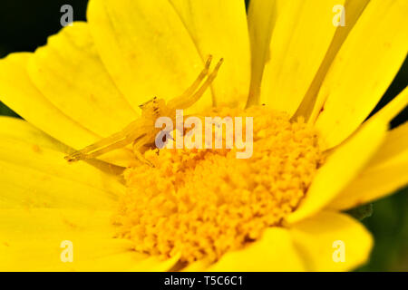 Yellow Crab spider, Thomisus onustus, on yellow daisy, Paphos, Cyprus Stock Photo