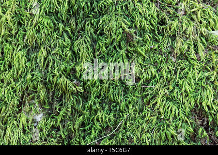 Beautiful green moss on the stone, moss closeup, macro. Beautiful background of moss for wallpaper. - Image High resolution image gallery. Stock Photo